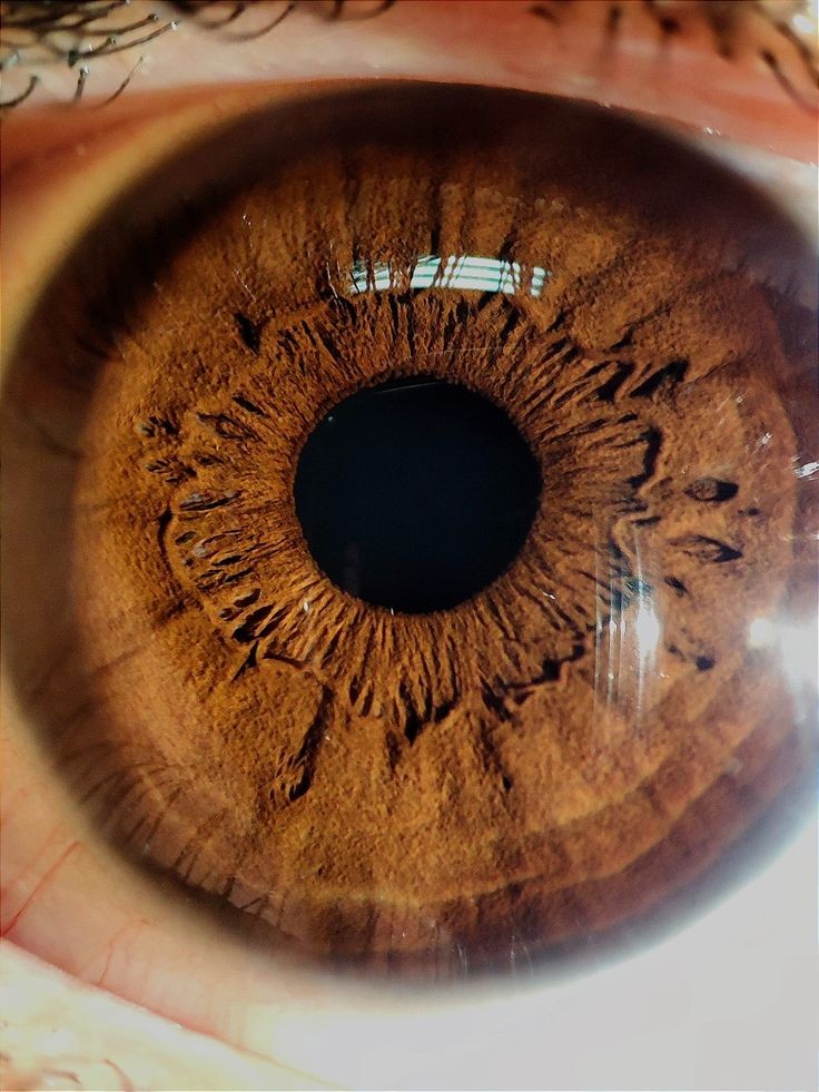 samiksha_karbi's tweet photo. Your eyes are so powerful that they can distinguish about 10 million different colors—but here’s the mind-blowing part: If the human eye were a camera, it would have a 576-megapixel resolution!
#ScienceReading #HumanBody #MindBlown https://t.co/T7RD0l6clr