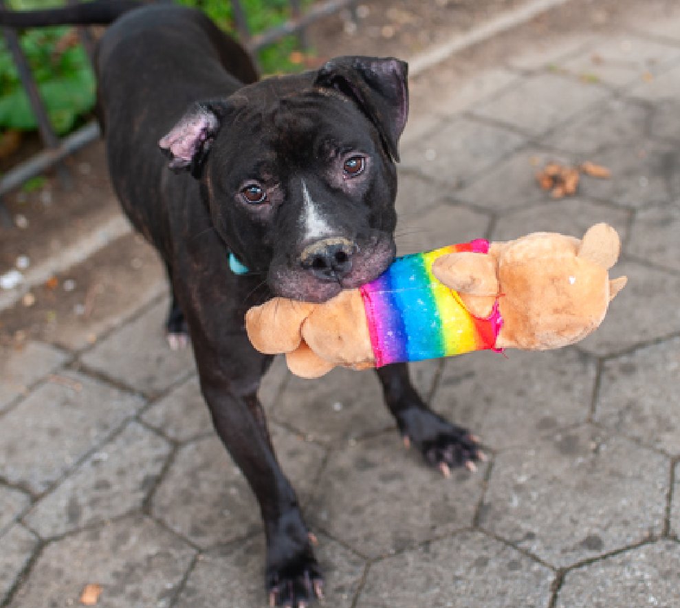 NMBewitched's tweet image. #SaveBart 
nycacc.app/#/browse/206965 
#AdoptMe #RescueMe #FosterMe  

As much as I love his adventerous side 
It is the snuggly side that captures my heart 
That folded ear, infected; yet so charming 
When you sit he is right beside you. Leaning his head in your lap or climbing up