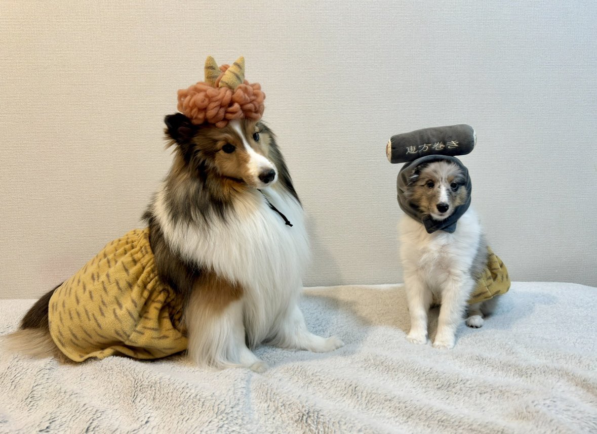 頑張ってかぶってみた！