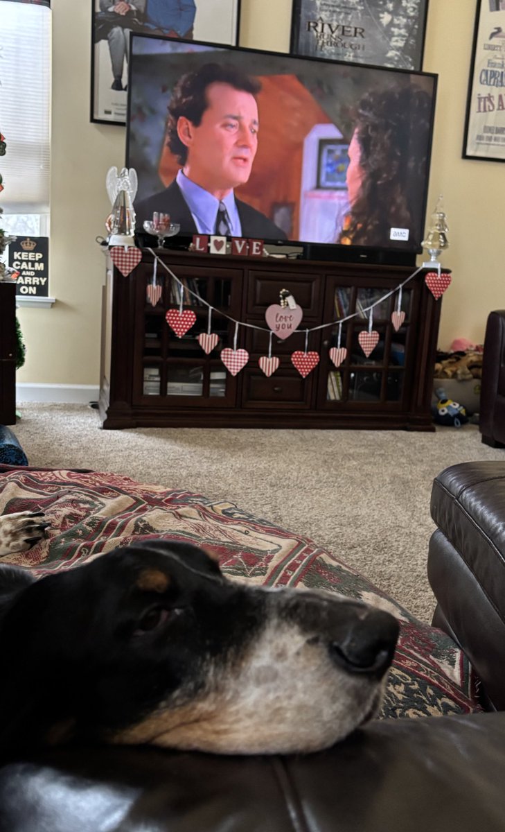 Bubba the 80 pound hound tweet media