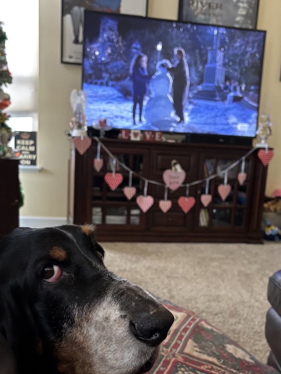 Bubba the 80 pound hound tweet media