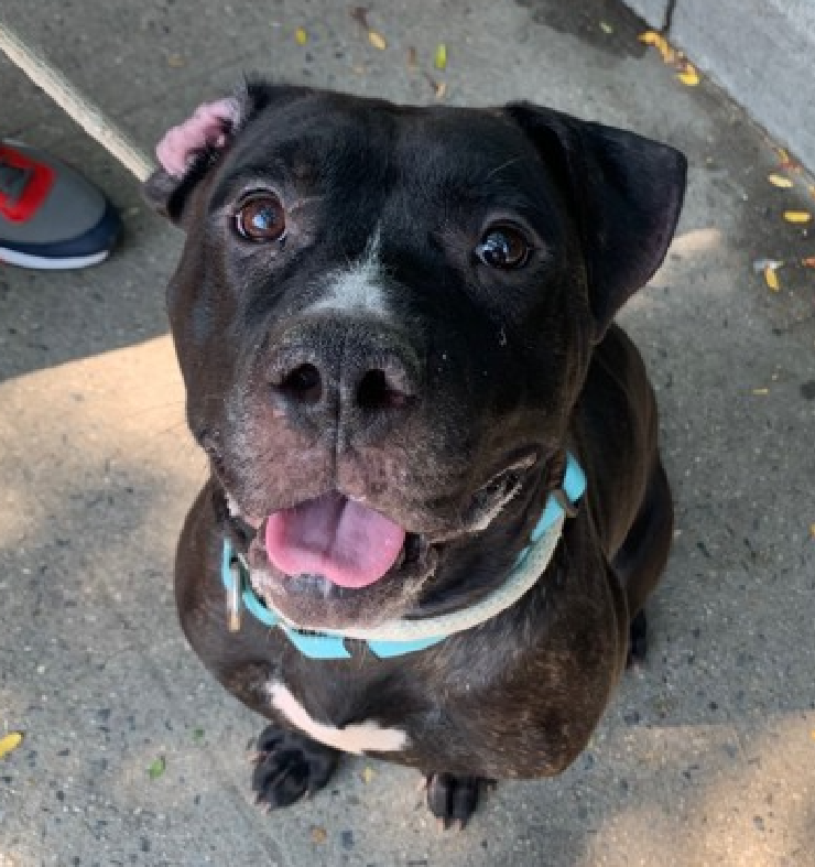 NMBewitched's tweet image. #SaveBart 
He was very excited to go out for a long walk. I enjoy his spirit: he's got lots of energy and is curious and persistent about checking out the things that interest him.  The longer he's out, the more relaxed and chill he gets.  He loves treats and sits for them.