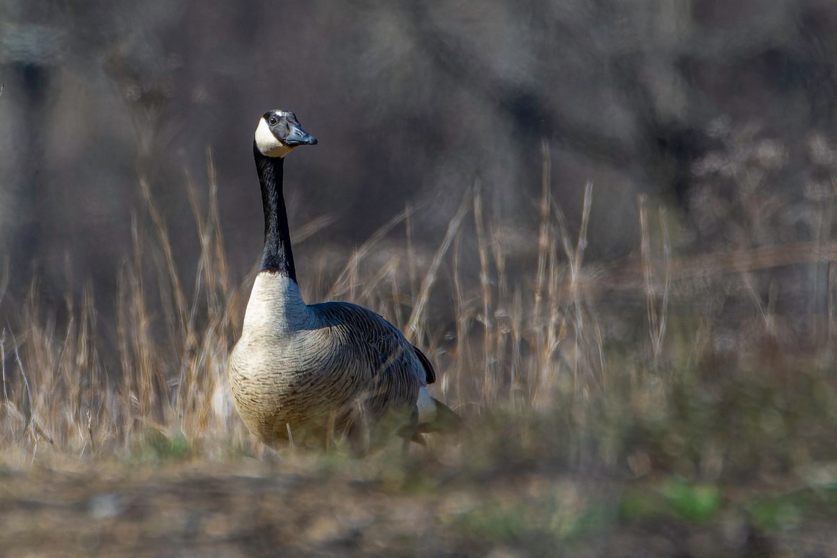 TreeCanada's tweet photo. πΏπ Happy #WorldWetlandsDay! Healthy forests help sustain healthy wetlands and together they support countless species. Learn more about how #TreeCanada's work contributes to supporting these critical ecosystems: https://t.co/OaK4FgKvPA https://t.co/0Y8N8u0GdG