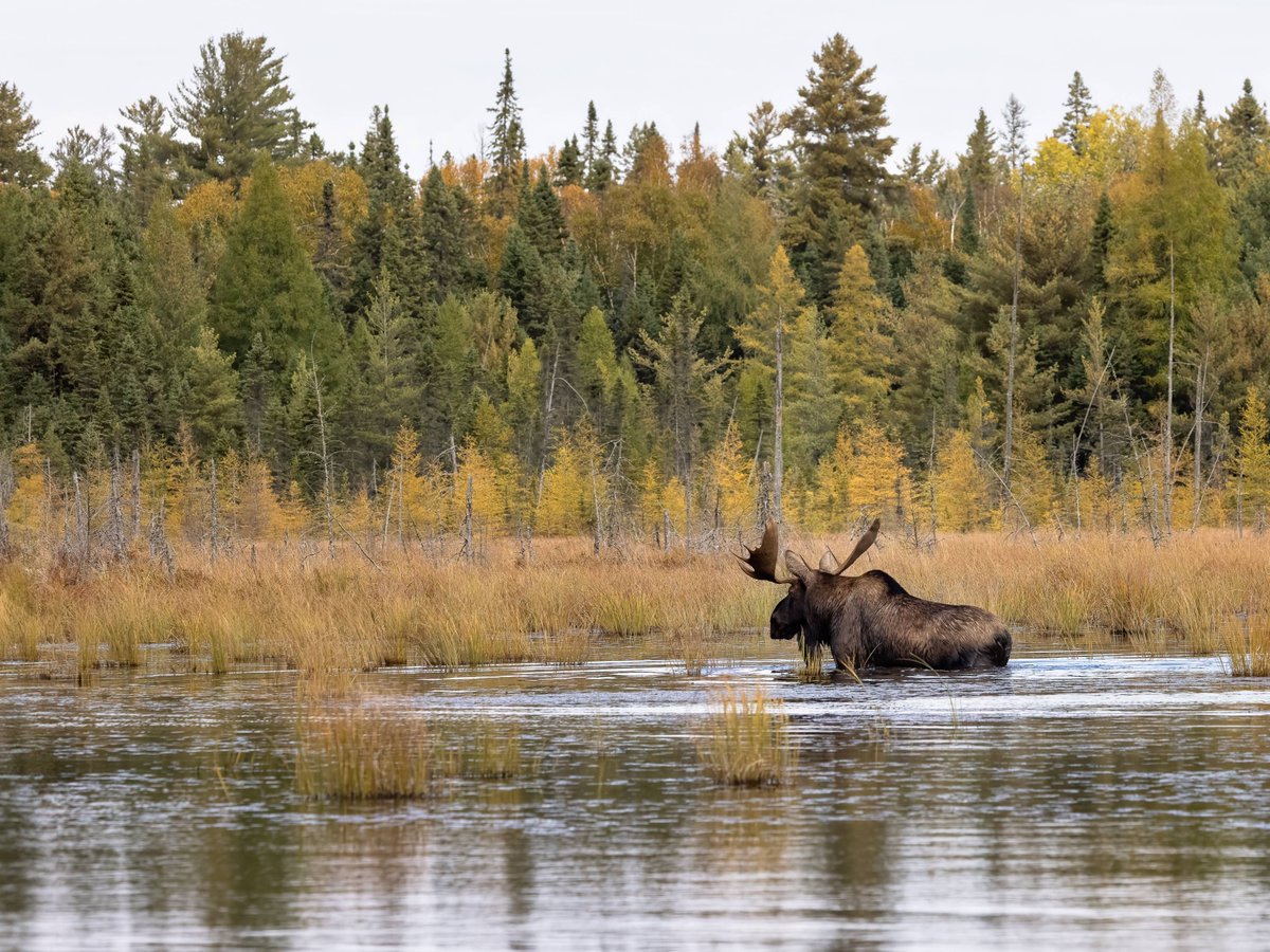 TreeCanada's tweet photo. πΏπ Happy #WorldWetlandsDay! Healthy forests help sustain healthy wetlands and together they support countless species. Learn more about how #TreeCanada's work contributes to supporting these critical ecosystems: https://t.co/OaK4FgKvPA https://t.co/0Y8N8u0GdG