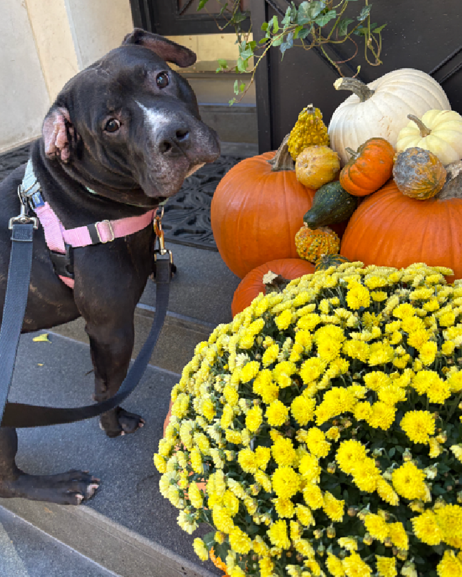 NMBewitched's tweet image. #SaveBart 
He's got a funky folded-over right ear with a hematoma that is being treated but doesn't seem to bother him. I think it adds to his rakish charm.