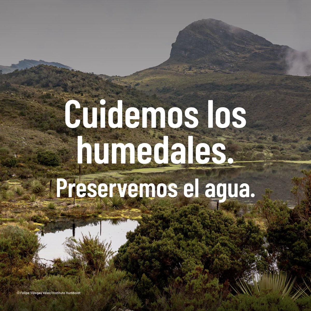 Además, nos proveen de agua dulce, son fuente de alimento, y son cruciales en la regulación del clima 🌱💨. 

 ¡Es momento de conservarlos! 🌿💙 

#DíaMundialDeLosHumedales #Conservación #ProtegeLaNaturaleza #Biodiversidad #HumedalesVivos #AguaEsVida