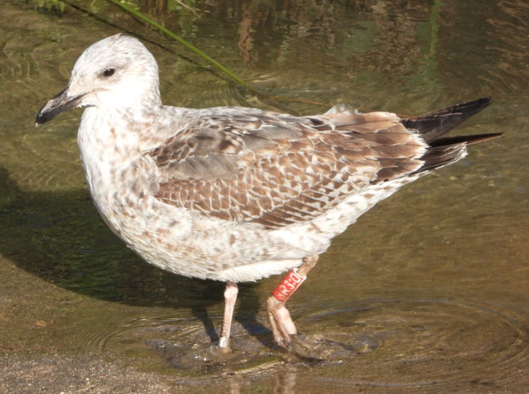 Agradable paseo esta mañana por el renaturalizado tramo urbano del Manzanares, en el que he fotografiado a un joven de Gaviota Sombría anillada. Tras realizar la consulta correspondiente, resulta que fue anillada este agosto en Irlanda, y que ha venido al río a pasar el invierno.