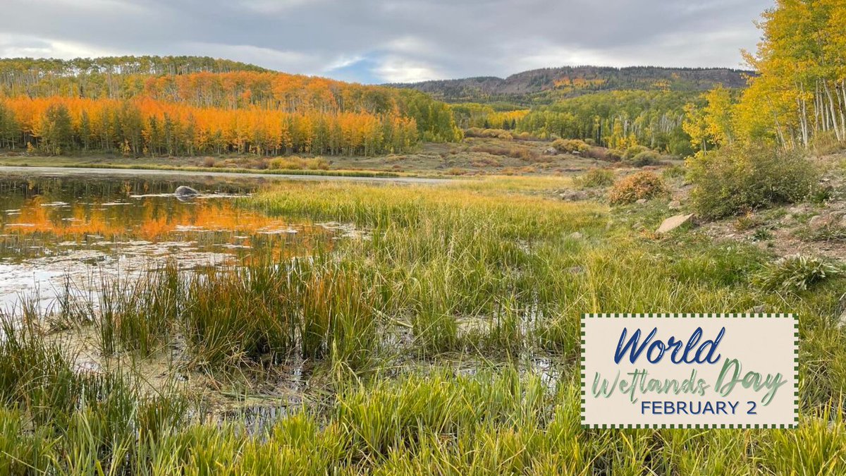 USGS_Water's tweet image. 🌿 Happy #WorldWetlandsDay!
Wetlands are biologically and physically dynamic and are among the most productive and valuable ecosystems in the world. Learn more about these valuable resources: usgs.gov/faqs/what-are-…