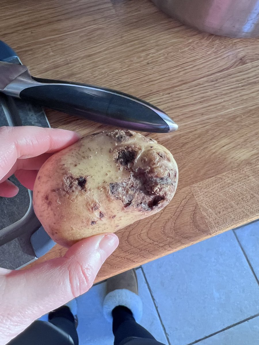 scarlet fielding tweet media