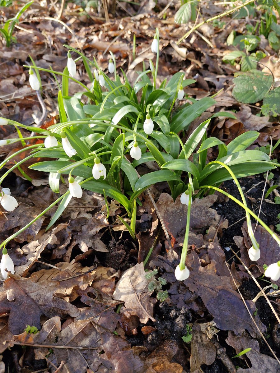 Vandemiddag in Wolvege naor sni'jklokkies keken. Ik hebbe hierbi'j de volgende soorten vunnen:

• Gewoon sni'jklokkien
• Groot sni'jklokkien
• Glaanzig sni'jklokkien

#Galanthus_nivalis
#Galanthus_elwesii
#Galanthus_woronowii

#wildflowerhourNL