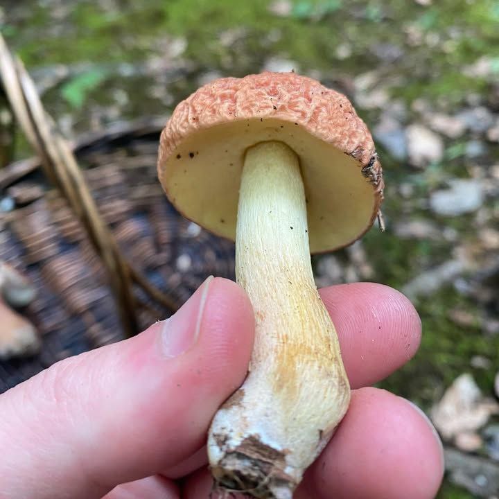 LEMONADE CHERRY SPLASH