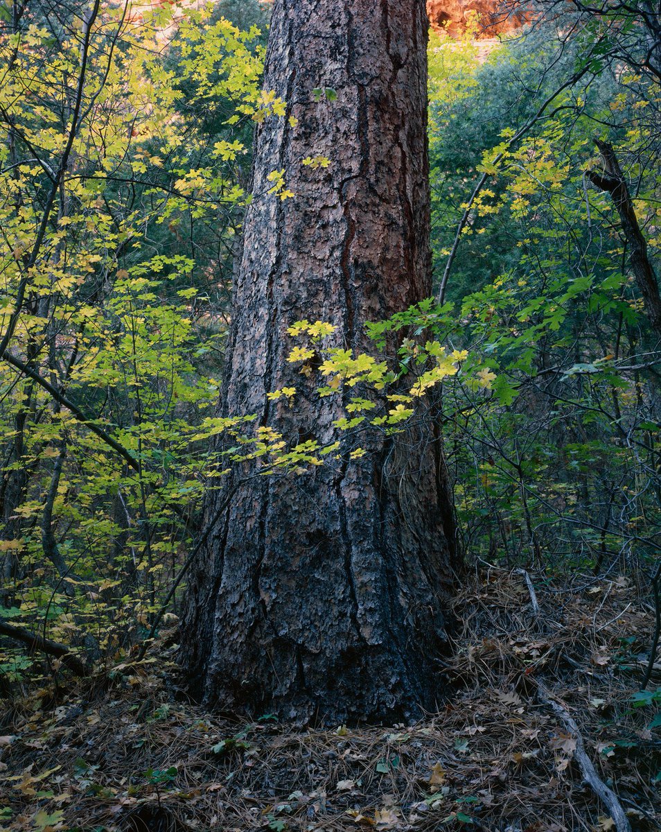 Ben Horne tweet media