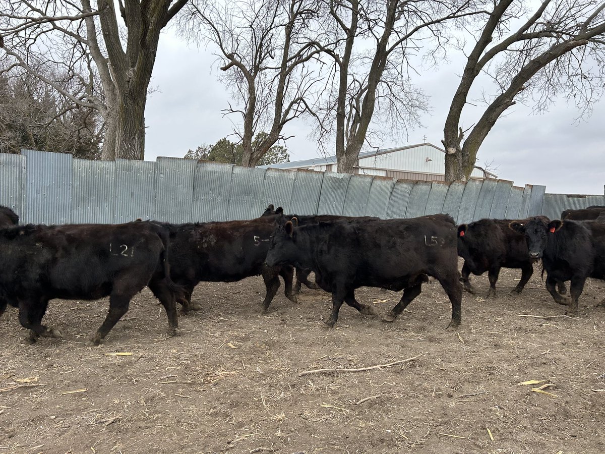 Exciting times ahead at HJ Bar Ranch. The bred heifers are home to kickoff the 2025 calving season.