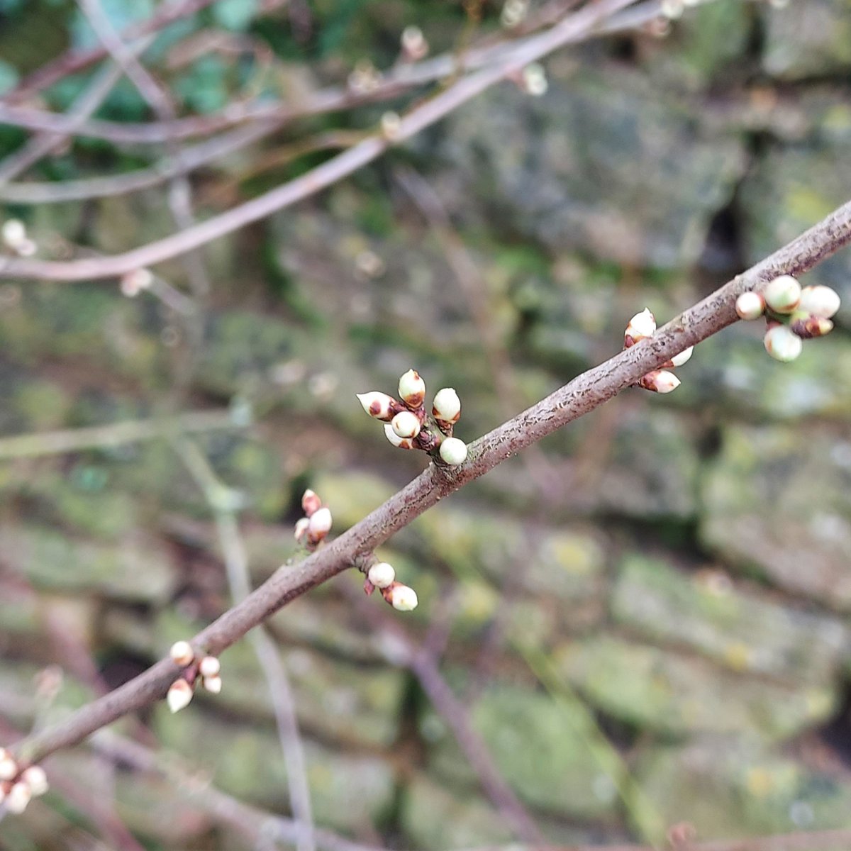 OrganicAlley's tweet photo. Do you, like me, also get excited/cheered/spiritually uplifted by the first signs of spring? Now I know why the Chinese call it #SpringFestival #springiscoming #springisspringing #renwal #circleoflife #feelingblessed because #Godisfaithful https://t.co/BHzDiFF4vY