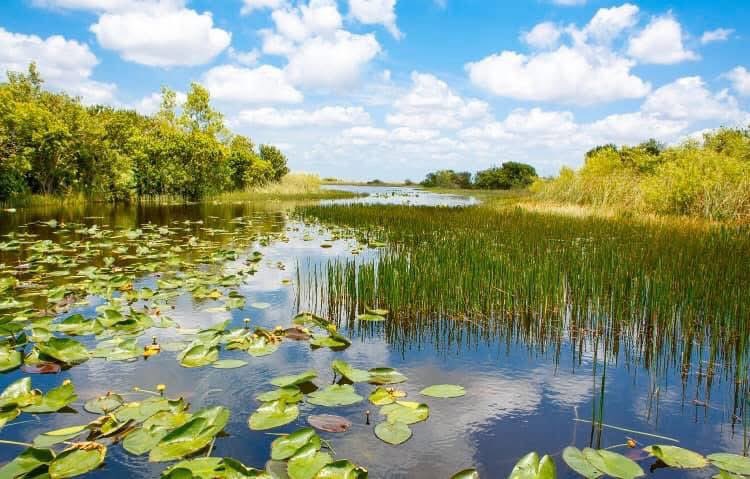 Today is #WorldWetlandsDay! 

Wetlands:

💧 enhance water quality
🏝 reduce coastal storm damage
🦆 provide habitat for wildlife 
🌱 control erosion
☁️ sequester carbon

Our vegetation management team helps customers keep them productive!

#VegetationManagement
#WorldWetlandsDay