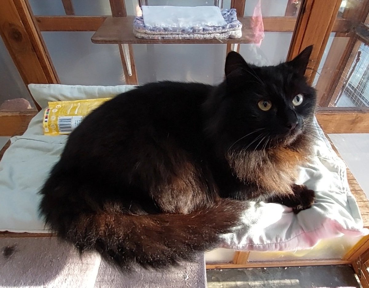 MidWarwickCats tweet media