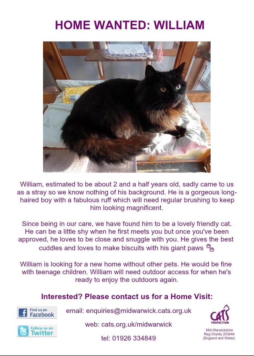 HOME WANTED: William is a master biscuit maker. He also gives great snuggles once he's confident in your company.
Could you offer him the amazing #foreverhome he deserves? 
#AdoptDontShop