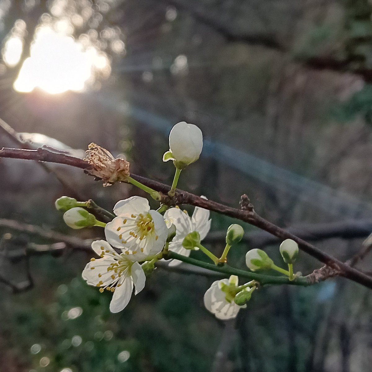 BSBI Ireland (@bsbi_ireland) on Twitter photo Delicate cherry-plum (Prunus cerasifera) blossom in nearly-spring sunshine: an early-flowering Prunus, distinguished by its green flowering twigs and turned-back sepals. And in autumn, round red edible fruits: Plums or cherries? <a href="/BSBIbotany/">BSBI: Botanical Society of Britain & Ireland</a> <a href="/wildflower_hour/">wildflowerhour</a> #wildflowerhour Delicate cherry-plum (Prunus cerasifera) blossom in nearly-spring sunshine: an early-flowering Prunus, distinguished by its green flowering twigs and turned-back sepals. And in autumn, round red edible fruits: Plums or cherries? <a href="/BSBIbotany/">BSBI: Botanical Society of Britain & Ireland</a> <a href="/wildflower_hour/">wildflowerhour</a> #wildflowerhour