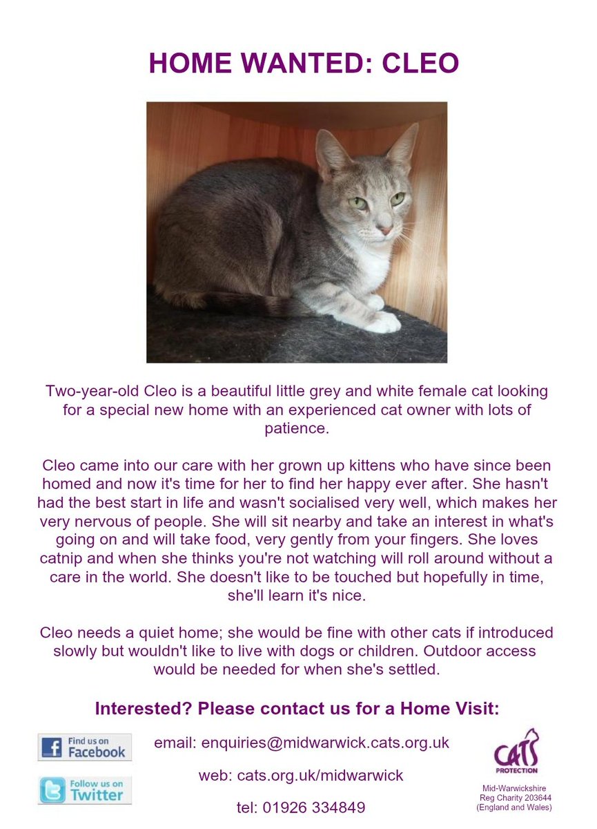 HOME WANTED: CLEO came into our care with her kittens. They have found a home of their own, and we would love it if Cleo had the same opportunity. 
#AdoptDontShop