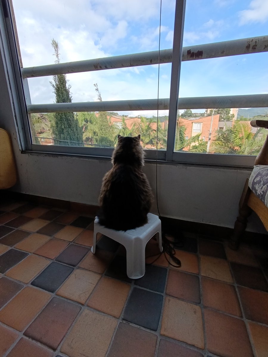 Me parece muy importante que sepan que le compramos un banquito a Panchito para que pueda chismosiar cómodo.