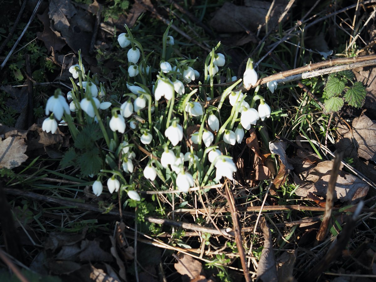 #wildflowerhour Galanthus nivalis flore-pleno several wonderful clumps of this beauty down Flaske lane this afternoon <a href="/NosterfieldLNR/">Nosterfield Nature Reserve</a>