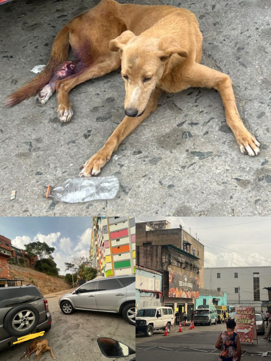#VzlaEntrampadaEntreDuplaMudPsuv🇻🇪🇻🇪 (@ma_elisa_g) on Twitter photo 🆘️🚨🆘️AAAUUUXIILIOOO TIENE MÁS DE UNA SEMANA AHÍ EN LA PARADA DE TRANSPORTE QUE VAN A RUPERUO LUGO EN Av. SUCRE SUFRIENDO, NECESITA AYUDA URGENTE POR FAVOR🆘️ #Caracas <a href="/PerroUsuario/">PerroUsuario Wof '•'</a> <a href="/apoyocanino/">Red de Apoyo Canino</a> <a href="/critico2_/">CRÍTICO</a> <a href="/gracon27/">GRACE🇻🇪🆓</a> <a href="/critico2_/">CRÍTICO</a> <a href="/GuaraCuchaFE/">Fiorella Estefanía</a> <a href="/PedroOquero/">Pedro Alejando Oquero Roversi</a> <a href="/marypana1/">#VzlaMuereDeHambre</a> <a href="/vetehugo/">Nomej Odas.</a> 🆘️🚨🆘️AAAUUUXIILIOOO TIENE MÁS DE UNA SEMANA AHÍ EN LA PARADA DE TRANSPORTE QUE VAN A RUPERUO LUGO EN Av. SUCRE SUFRIENDO, NECESITA AYUDA URGENTE POR FAVOR🆘️ #Caracas <a href="/PerroUsuario/">PerroUsuario Wof '•'</a> <a href="/apoyocanino/">Red de Apoyo Canino</a> <a href="/critico2_/">CRÍTICO</a> <a href="/gracon27/">GRACE🇻🇪🆓</a> <a href="/critico2_/">CRÍTICO</a> <a href="/GuaraCuchaFE/">Fiorella Estefanía</a> <a href="/PedroOquero/">Pedro Alejando Oquero Roversi</a> <a href="/marypana1/">#VzlaMuereDeHambre</a> <a href="/vetehugo/">Nomej Odas.</a>