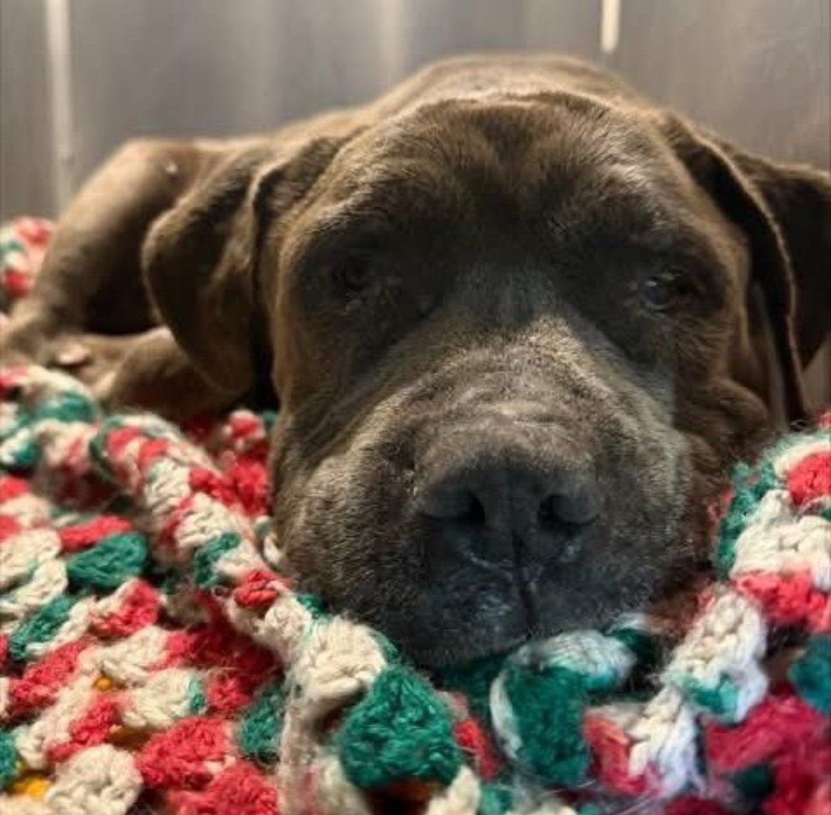 #SeniorDogAlert injured 8 yr old #A743588 Eugene is set to be KILLED TODAY 2/2. Eugene is located at the deadly HIGH KILL shelter in #SanAntonioTexas This sweet boy is depressed and has some medical issues. Please share to your followers. It doesn’t matter where you’re located.