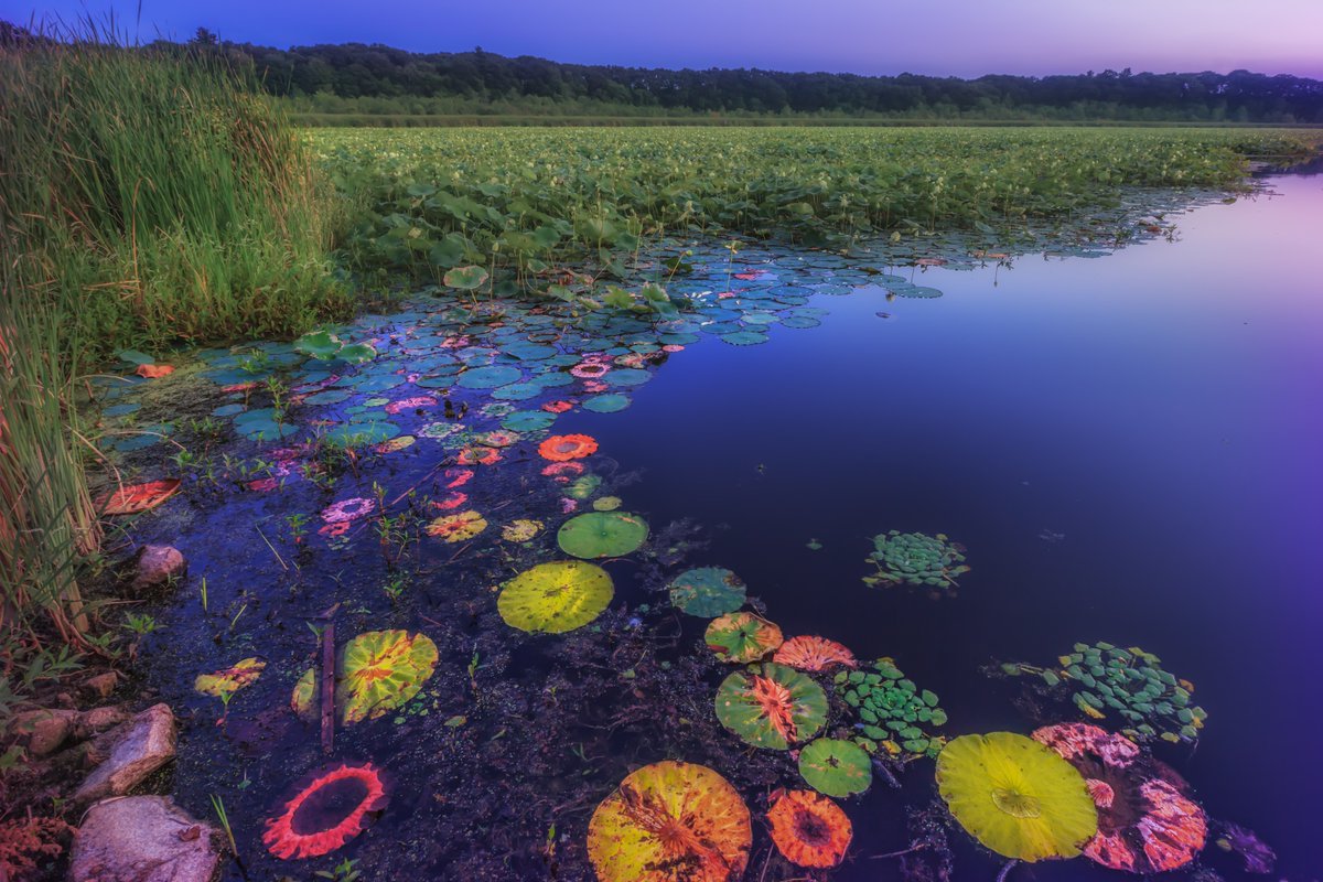 Interior's tweet image. It’s World Wetlands Day!
Wetlands support people, wildlife and communities in many ways:
💧 Clean drinking water
🐟 A nursery for wildlife
🌊 Natural flood protection
🌿 Pollution filtering
Photo at Great Meadows National Wildlife Refuge by Sylvia Zarco