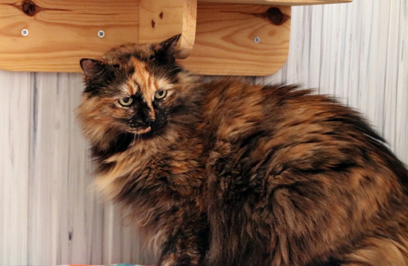 AdopFelinasVLC's tweet image. #ESTRELLA mostrando su largo pelo carey, y de paso, su mirada verde mar 💖💖
adopcionesfelinasvalencia.es