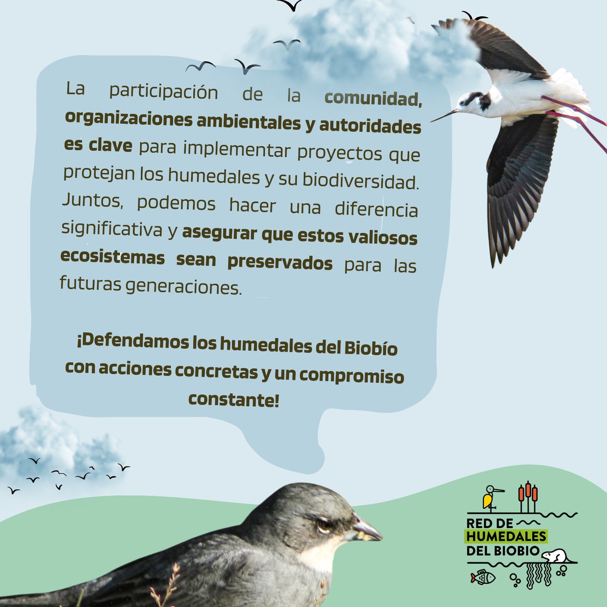 😢 Hoy, 2 de febrero, es el #DiaMundialDeLosHumedales. Lamentablemente para el #HumedalPaicaví de #Concepción es un día agridulce, porque si bien está en marcha la 2da Declaratoria de Humedal Urbano, también está en evaluación el proyecto inmobiliario de 13 torres de deptos.