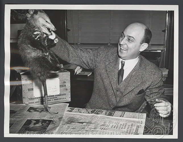 That's not a #Groundhog! It's a possum in the #HouseCollection. #GroundhogDay loom.ly/lDFeDd0