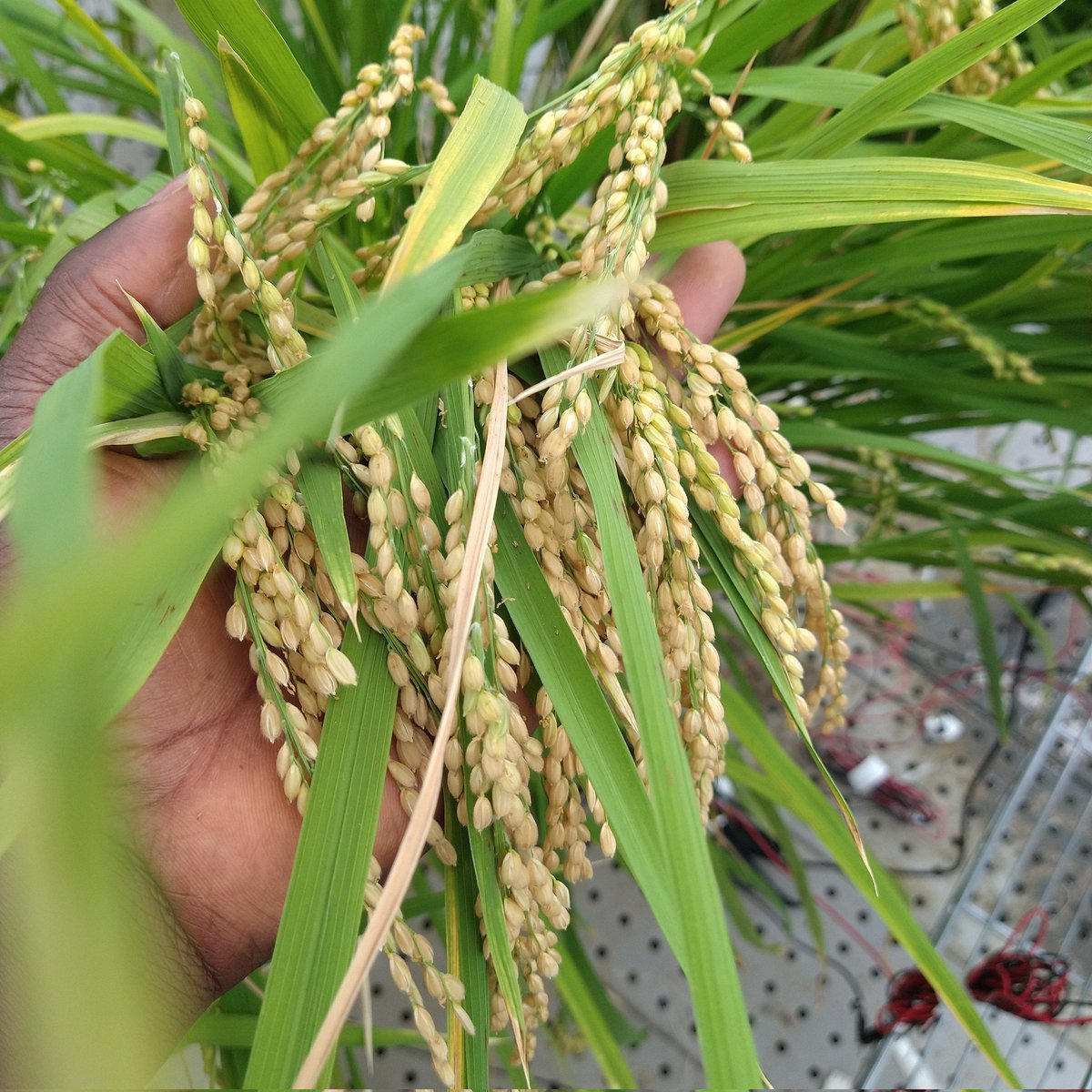 Water Management #key component, #Rice production, #Food security in East Africa.<a href="/FAO/">Food and Agriculture Organization</a> <a href="/narouganda/">NARO Uganda</a> <a href="/OxfaminUganda/">Oxfam in Uganda</a> <a href="/FarmersAfric/">Farmers Review Africa</a> <a href="/FAOstatistics/">FAO Statistics</a> <a href="/BusitemaUni/">Busitema University</a>
link.springer.com/article/10.100…