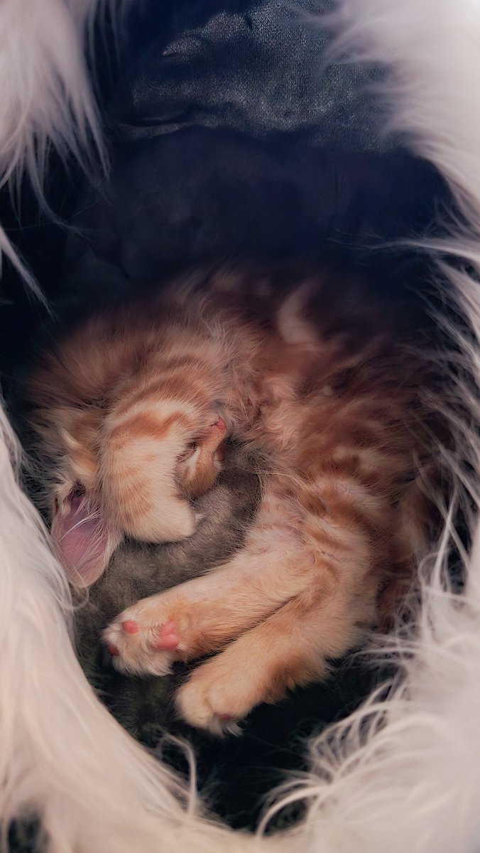 🎃 MiraxyVerse 🎃 tweet media