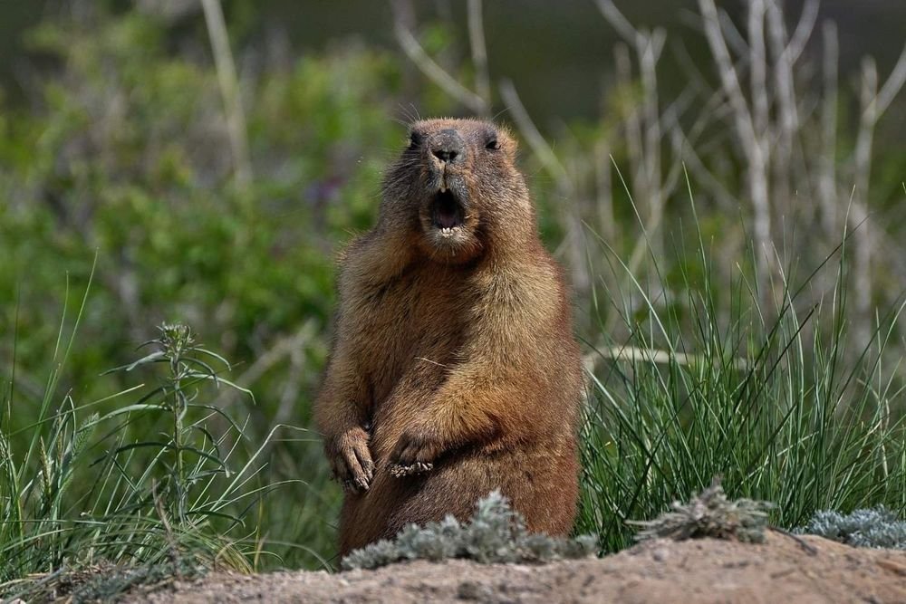 Today is Ground Hog Day. For the first time ever, when Phil the ground hog emerged this morning, what he saw so terrified him, that he turned around, went back into his hole, and started frantically burrowing to Canada.
