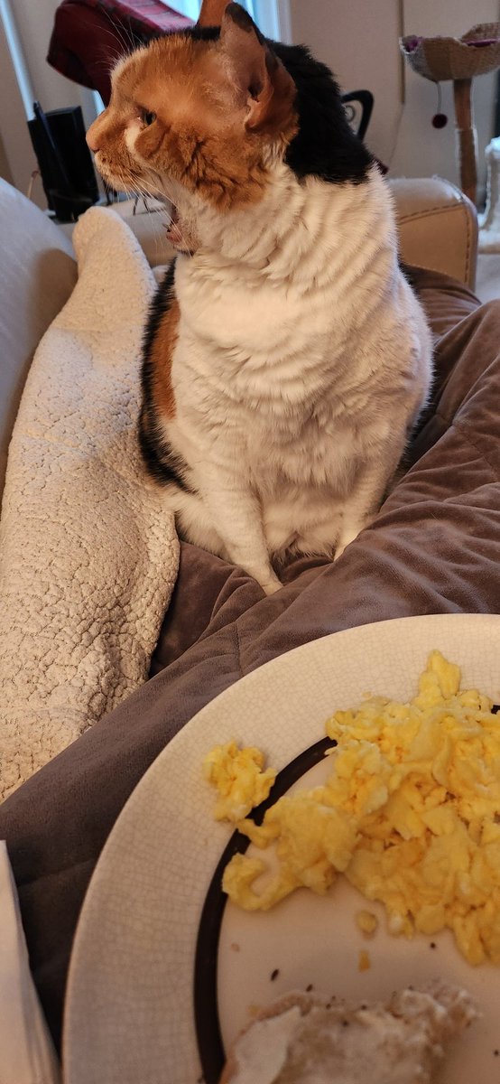 Anyone want some eggies?