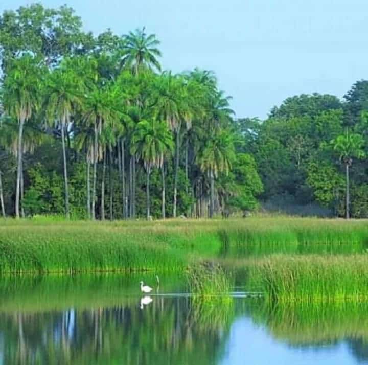 Elles filtrent notre eau, régulent le climat et abritent 40 % de la biodiversité mondiale… Pourtant, les zones humides disparaissent 3 fois plus vite que les forêts ! ⏳ Agissons avant qu’il ne soit trop tard. #JournéeMondialeDesZonesHumides #SauverLesZonesHumides 
#WetlandsDay