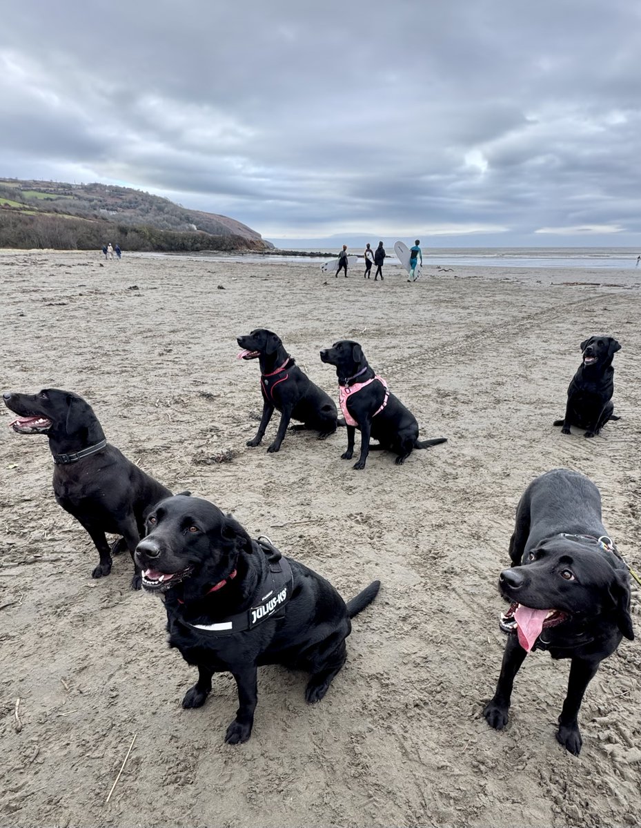 Celebrating another year of wagging tails with our beloved labradors at Poppit Sands, West Wales🐾🐶🎉 Mama Lab and her 5 turn another year older today. Here’s to more sand, and endless fetch. #LabradorLove #Reunited #PawsInTheSand #Birthday #Pembrokeshire #Cymru