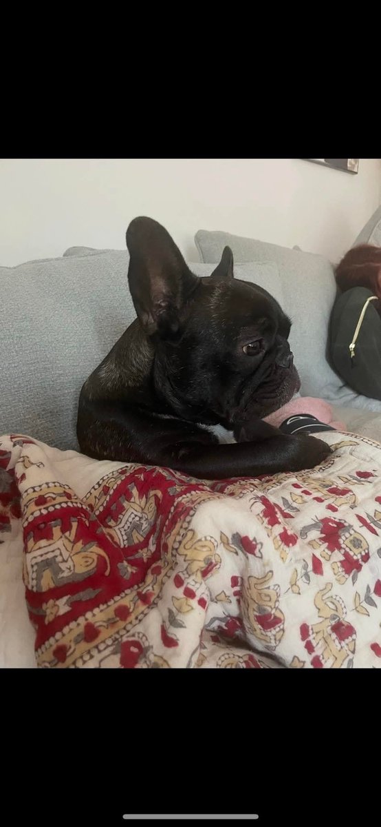 MissingPetsGB's tweet photo. #stolendoghour is now on until 9pm
Please help find stolen dogs like BEAU
STOLEN SPAYED FRENCH BULLDOG(slightly smaller than normal) EARS big with a mark shown in pictures
WHITE CHEST with swirl. DEW CLAW PLEASE LOOK ITS TINY!
Beau could be anywhere now
Missing #Smallfield #RH6 https://t.co/4igKSLEeDX