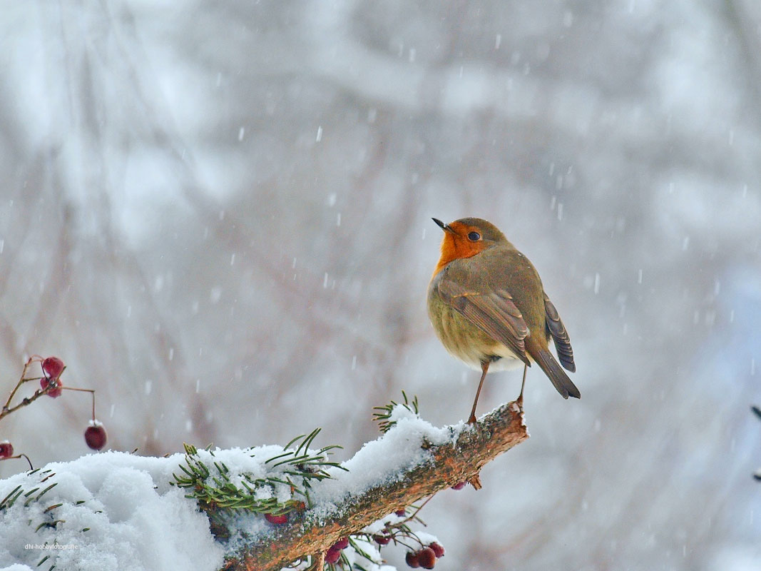 Schön ist eigentlich alles, was man mit Liebe betrachtet. Je mehr jemand die Welt liebt, desto schöner wird er sie finden. Christian Morgenstern