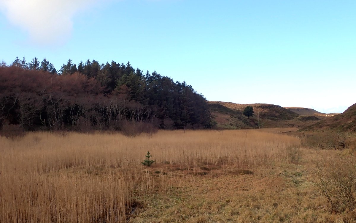 Finding great variety in size and shape among the larch cones on Rathlin - some squat with flared scales, others narrower with flatter scales. Presumably most or all of these trees are hybrids, showing the spectrum of variation between the parent species