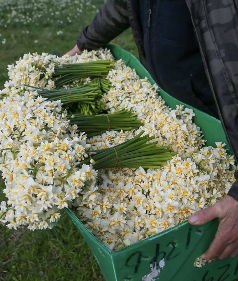 lavemiy's tweet photo. Nergis çiçeği zamanı geldi 🌼 https://t.co/oIFb5vkBYg