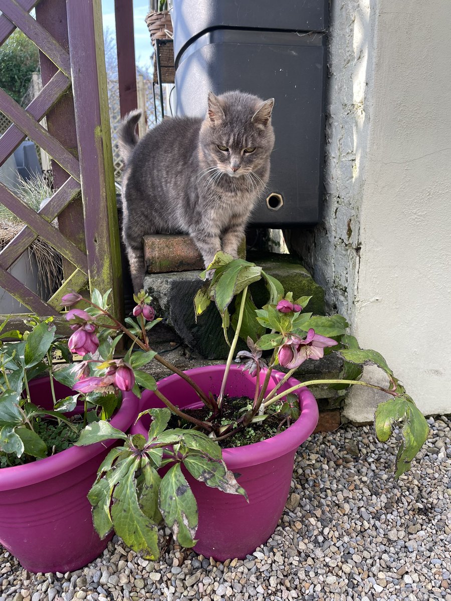 Fiona Rogers MBA RN SCPHN SN QN (@firogers3) on Twitter photo Day 2 ✅ #Challenge2 30mins a day exercise for #QNISupportForNurses today a lovely day for a family walk and met some four legged friends along the way…. <a href="/BecksBDaniels/">Rebecca Daniels BEM. RNC, BSc(hons), MSc, QN, PNA</a> Day 2 ✅ #Challenge2 30mins a day exercise for #QNISupportForNurses today a lovely day for a family walk and met some four legged friends along the way…. <a href="/BecksBDaniels/">Rebecca Daniels BEM. RNC, BSc(hons), MSc, QN, PNA</a>