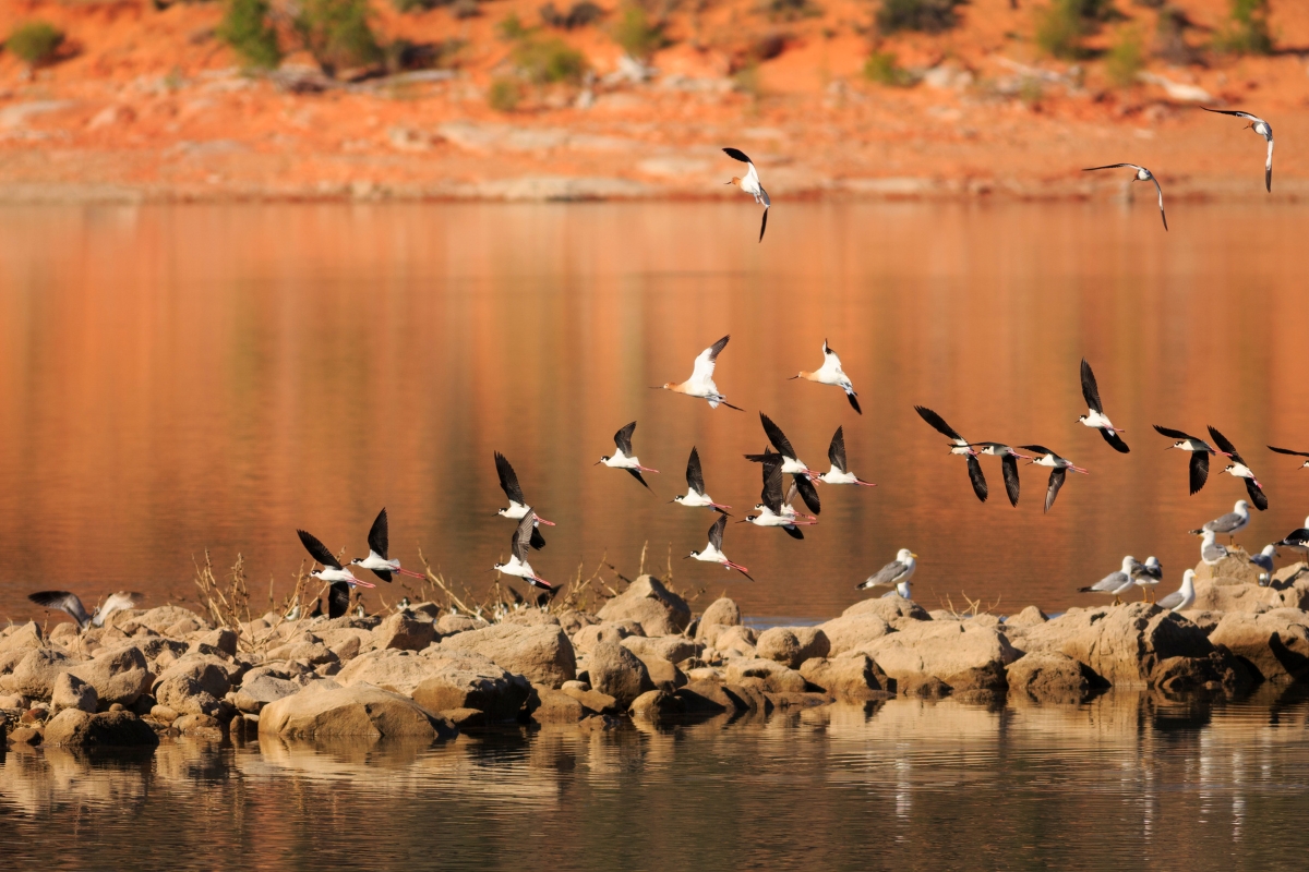Celebrating #WorldWetlandsDay – taking #animals into account! <a href="/GlobalRewilding/">Global Rewilding Alliance</a> is launching a new report bit.ly/ReportWWD The report highlights the urgent need to protect and rewild a wide range of inland and coastal #wetlands