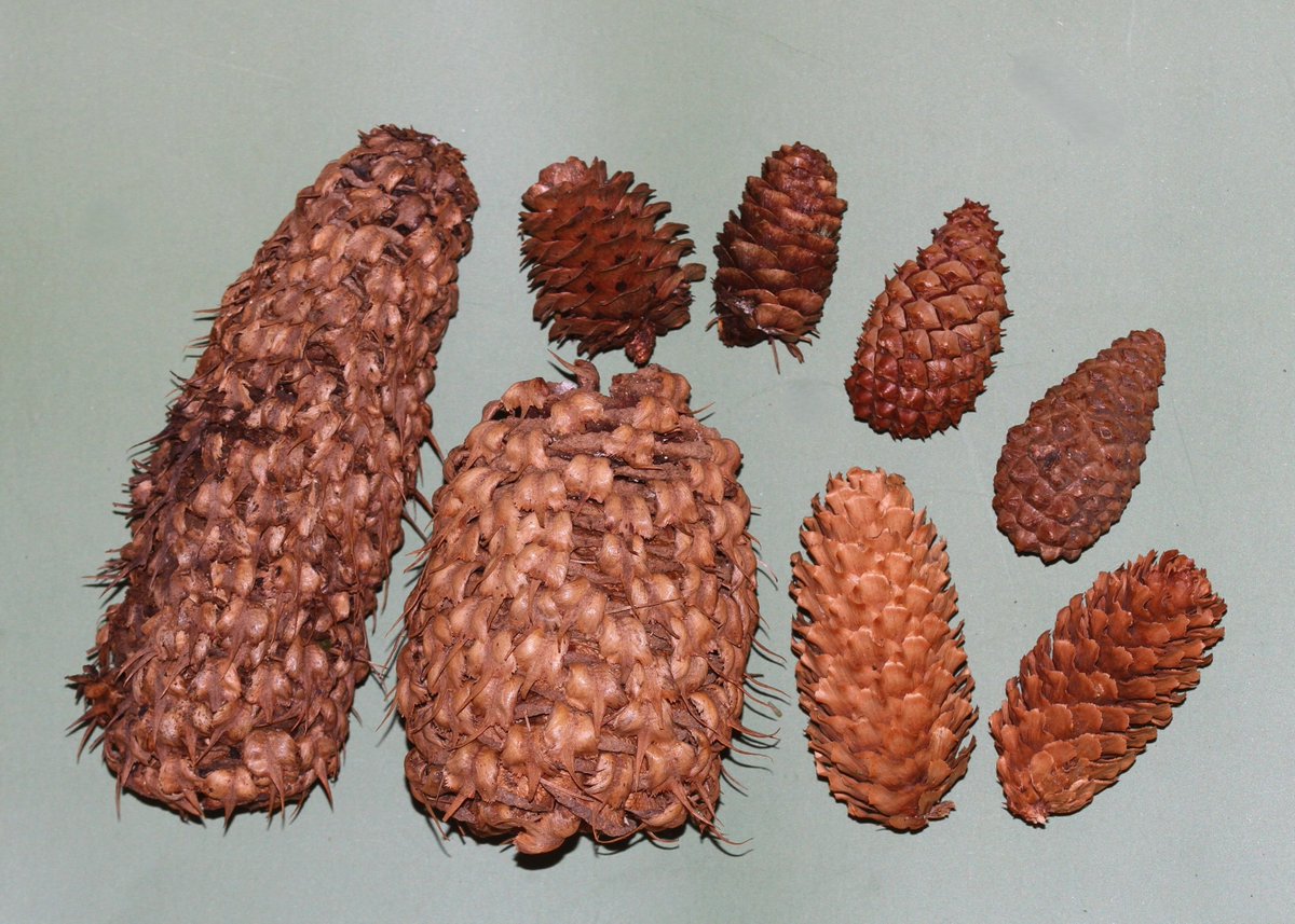 Conifer cones of Rathlin - Noble Fir, larch, Lodgepole Pine and Sitka Spruce shown here. A keen conifer collector may also find Western Hemlock in the plantation, the odd other cypress and pine species in gardens, and the native Juniper hugging the cliffs