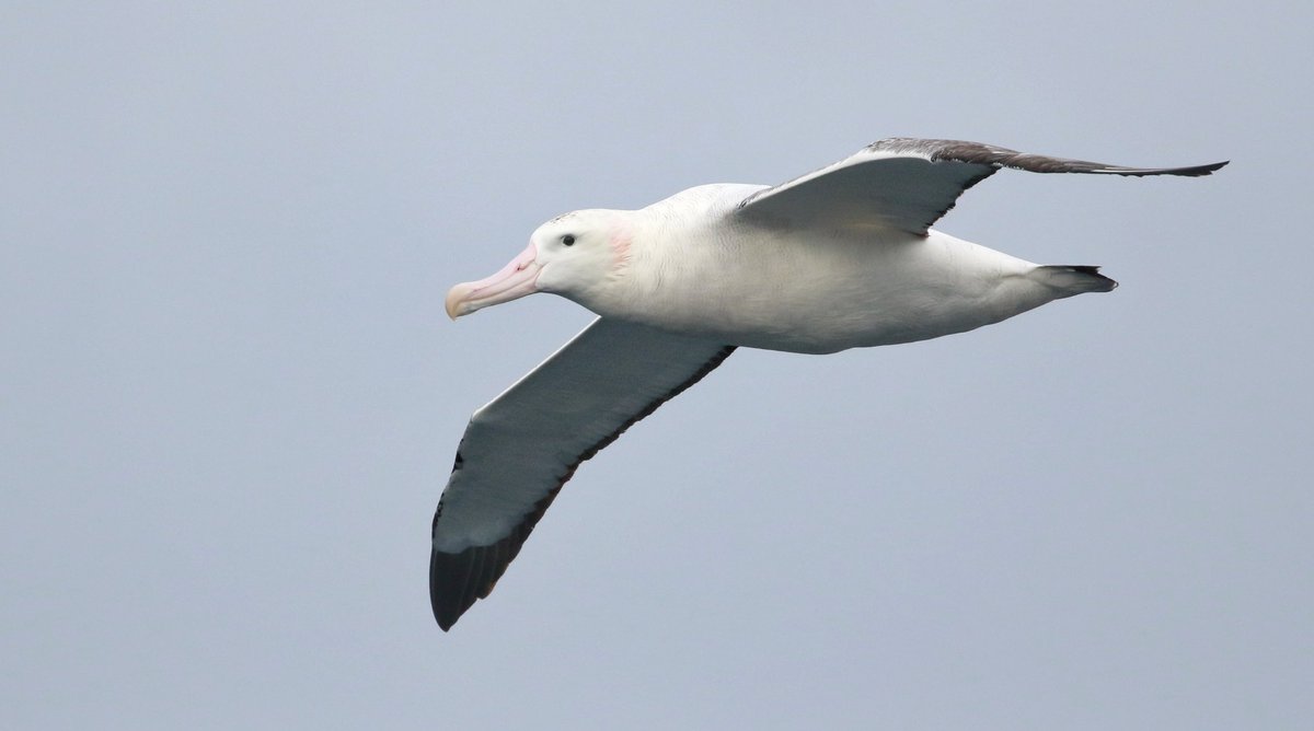Owen Beaumont (@owenbeaumont1) on Twitter photo Having recently returned home from a truly unforgettable week on board on the MSC Musica for Flock to Marion 2025 with <a href="/BirdLife_SA/">BirdLife South Africa 🇿🇦</a>, it's time to sort through photos and relive all the best moments. Why not start the very best - Wandering and Sooty Albatrosses Having recently returned home from a truly unforgettable week on board on the MSC Musica for Flock to Marion 2025 with <a href="/BirdLife_SA/">BirdLife South Africa 🇿🇦</a>, it's time to sort through photos and relive all the best moments. Why not start the very best - Wandering and Sooty Albatrosses