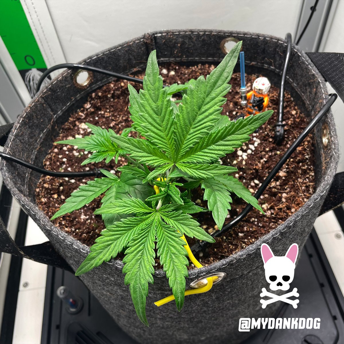 GrowCam, Skywalker OG - VGrow  - Round two. #lovewhatyougrow #vivosun <a href="/VIVOSUN/">Vivosun.official</a>