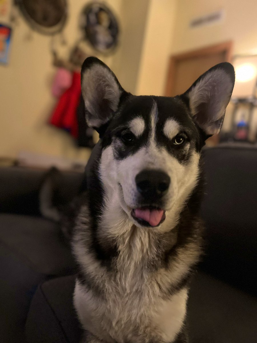 LaNativePatriot's tweet photo. Say hello to our newest pup! 

His name is Balto 😊

He’s doing really well with our dogs &amp; kids. He’s half shepherd, half husky, 100% awesome 🐾 https://t.co/NhcfyFJx2I