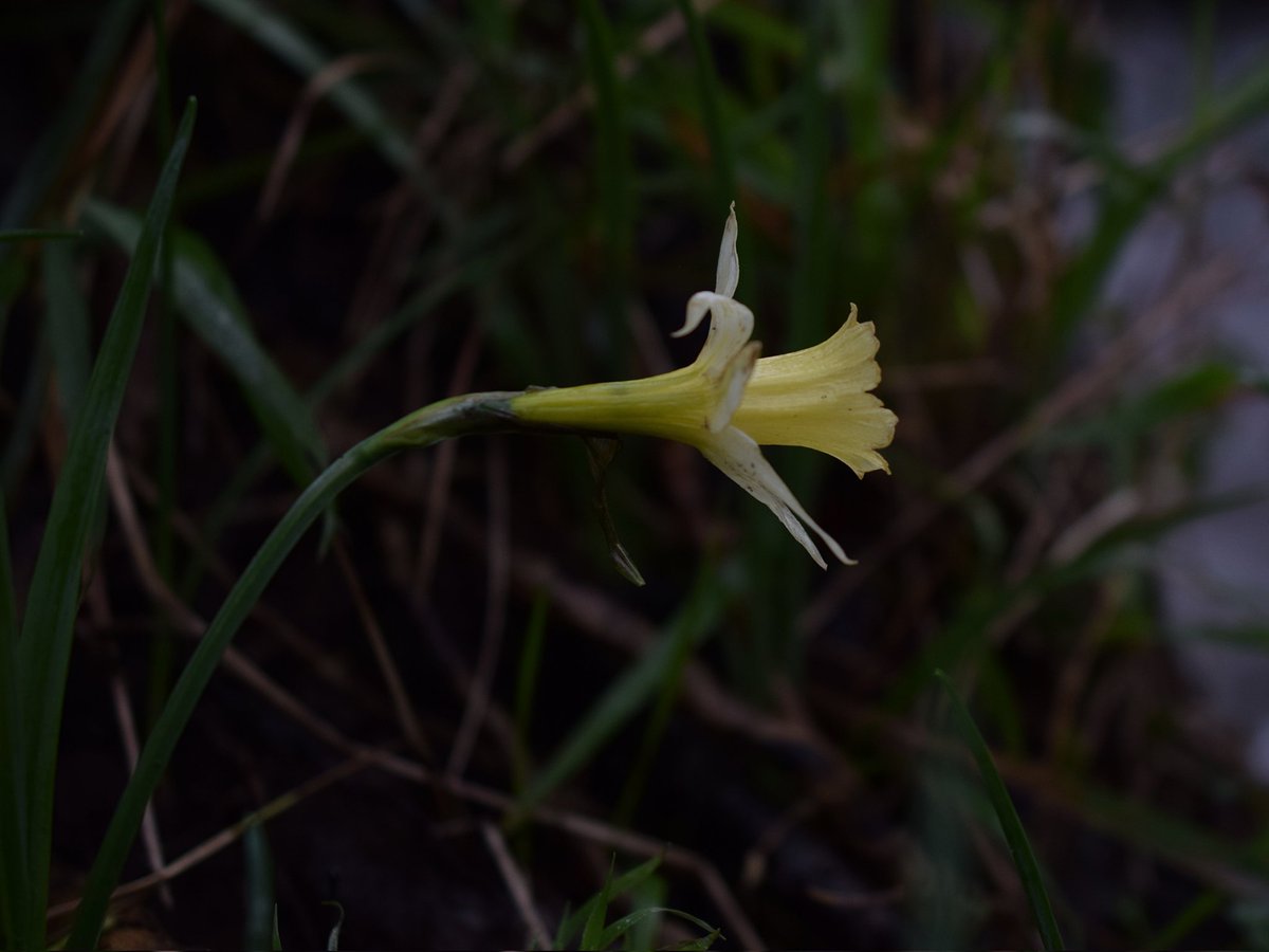 JaviPeto's tweet photo. Narcissus pseudonarcissus subsp. pallidiflorus (Pugsley) A.Fern. 

Cedeira, A Coruña. https://t.co/paaU98jYpC