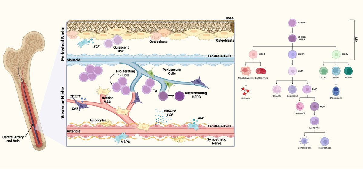 Circulation Research (@circres) on Twitter photo Review in the Jan 31st issue of <a href="/CircRes/">Circulation Research</a> by Kohutek et al "The #BoneMarrow Niche in #Cardiometabolic Disease: Mechanisms and Therapeutic Potential" at ahajrnls.org/3PZ6oa2
@AmandaDoran <a href="/CVimmunology/">Meena Madhur</a> <a href="/DJFehrenbach/">Daniel Fehrenbach</a> Review in the Jan 31st issue of <a href="/CircRes/">Circulation Research</a> by Kohutek et al "The #BoneMarrow Niche in #Cardiometabolic Disease: Mechanisms and Therapeutic Potential" at ahajrnls.org/3PZ6oa2
@AmandaDoran <a href="/CVimmunology/">Meena Madhur</a> <a href="/DJFehrenbach/">Daniel Fehrenbach</a>