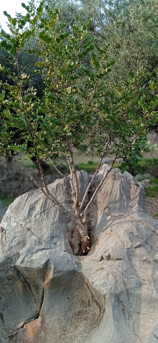 شجرة الخروب: مقاومة للجفاف والظروف القاسية طويلة العمر ومنخفضة التكلفة.
#شجرة_الخروب #استثمار_زراعي #الزراعة_المستدامة #كنز_طبيعي #الزراعة #Agriculture #CarobTree #Sustainability #NaturalResources